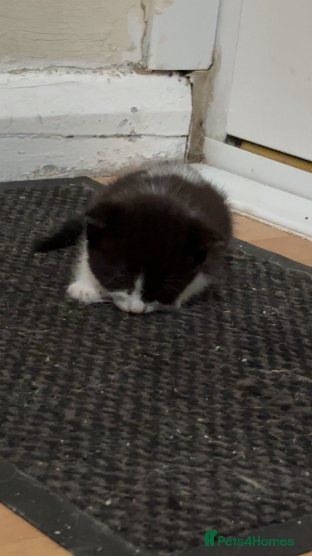 Mixed Breed cats for sale: Two female mixed kittens for sale - Image 11