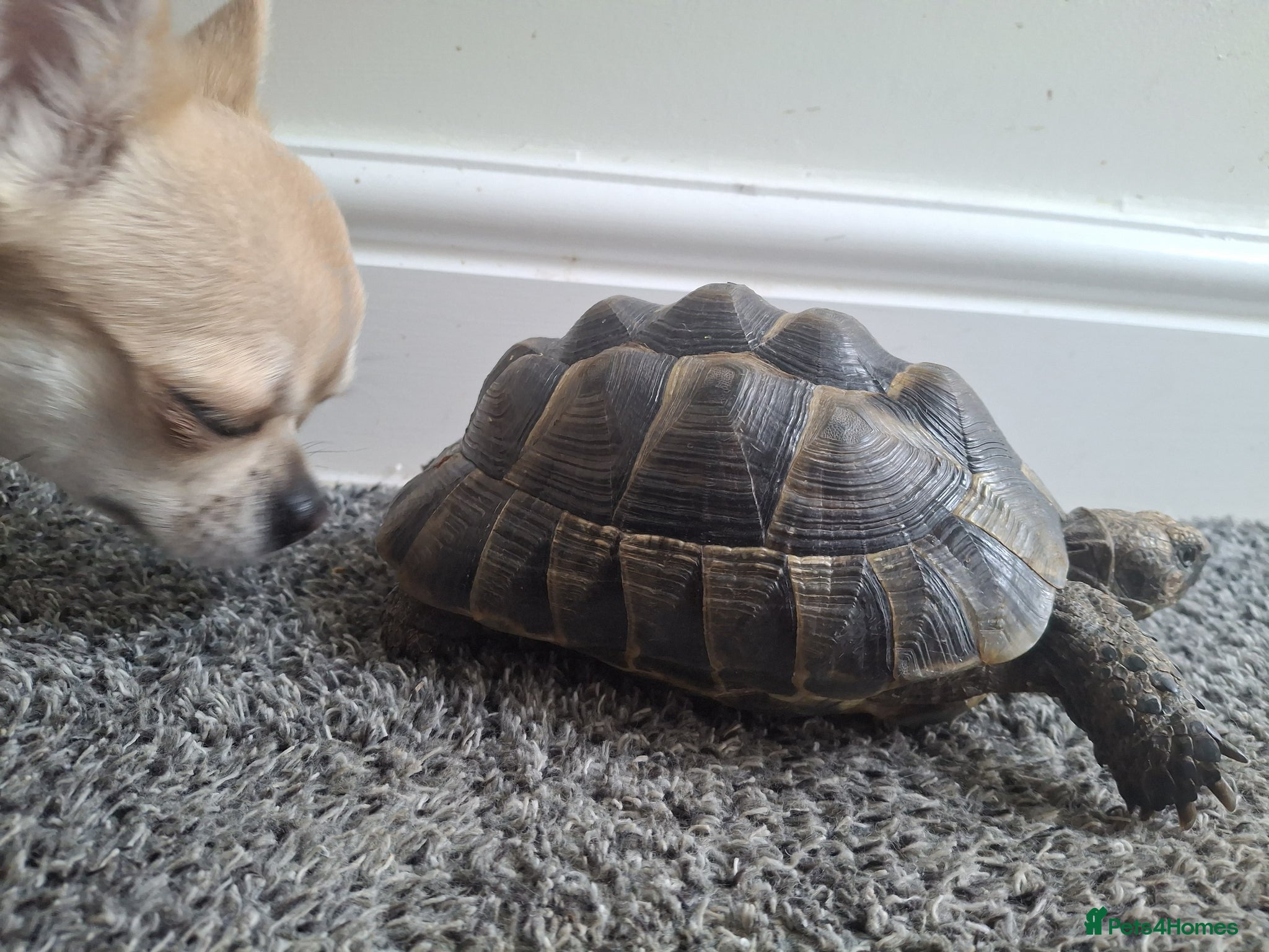 Hermann Tortoise reptiles Spur Thigh Med. Male Tortoise - Advert 5