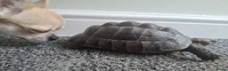 Hermann Tortoise reptiles for sale: Spur Thigh Med. Male Tortoise - Advert 1