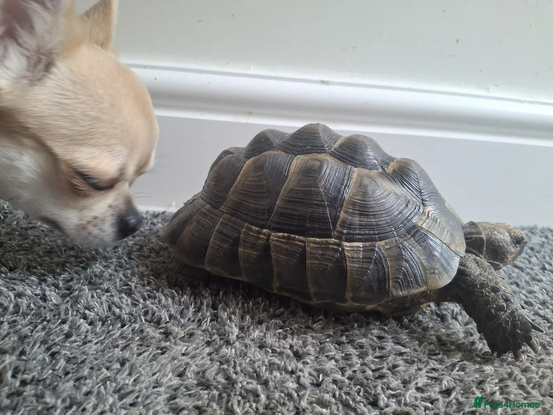 Hermann Tortoise reptiles for sale: Spur Thigh Med. Male Tortoise - Advert 1