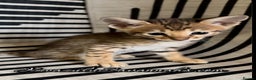 Savannah cats for sale: Excellent Quality Tica Registered Purebred kittens - Advert 1