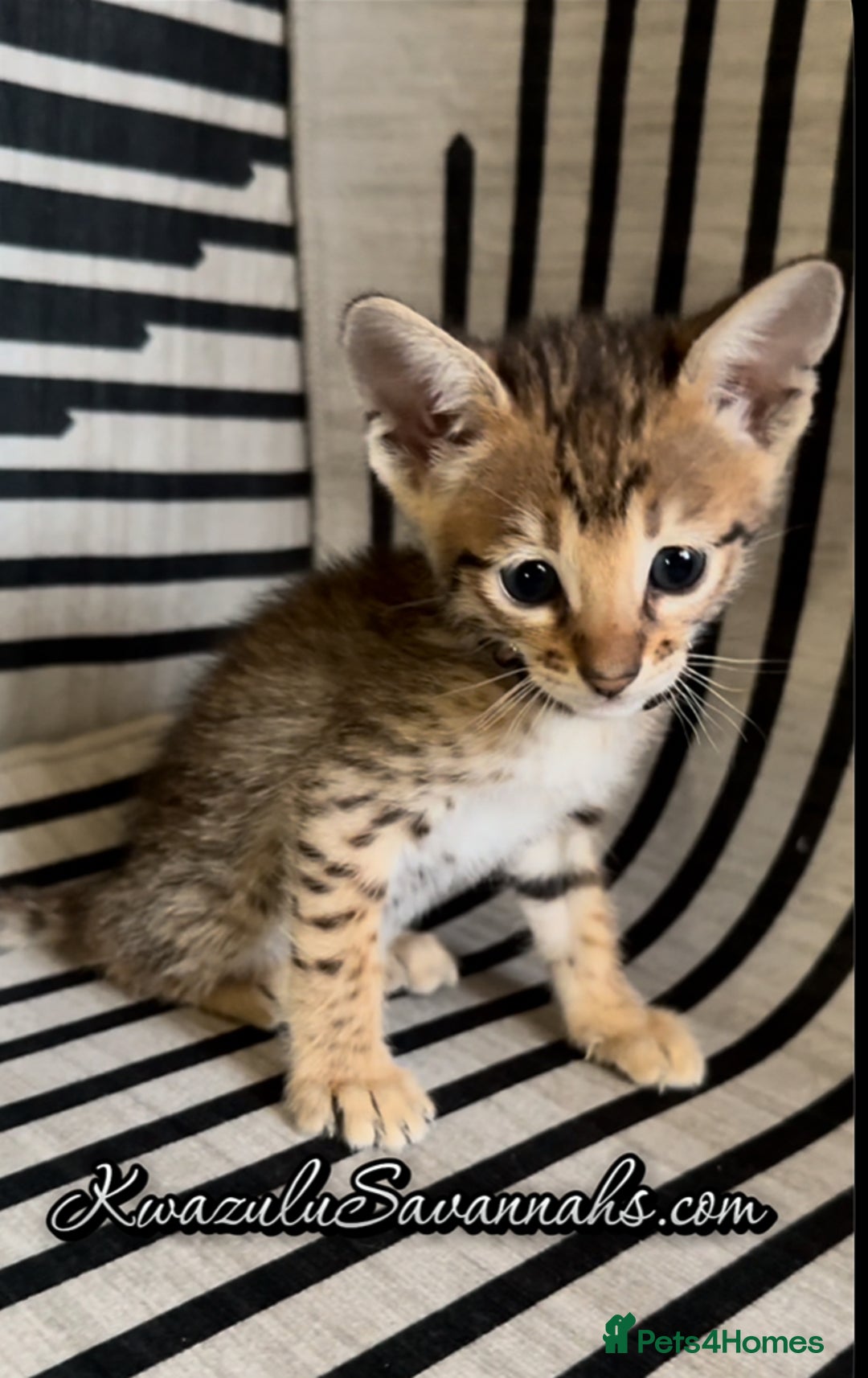 Savannah cats for sale: Excellent Quality Tica Registered Purebred kittens - Advert 1