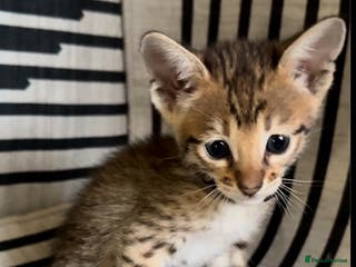 Savannah cats Excellent Quality Tica Registered Purebred kittens - Advert 1