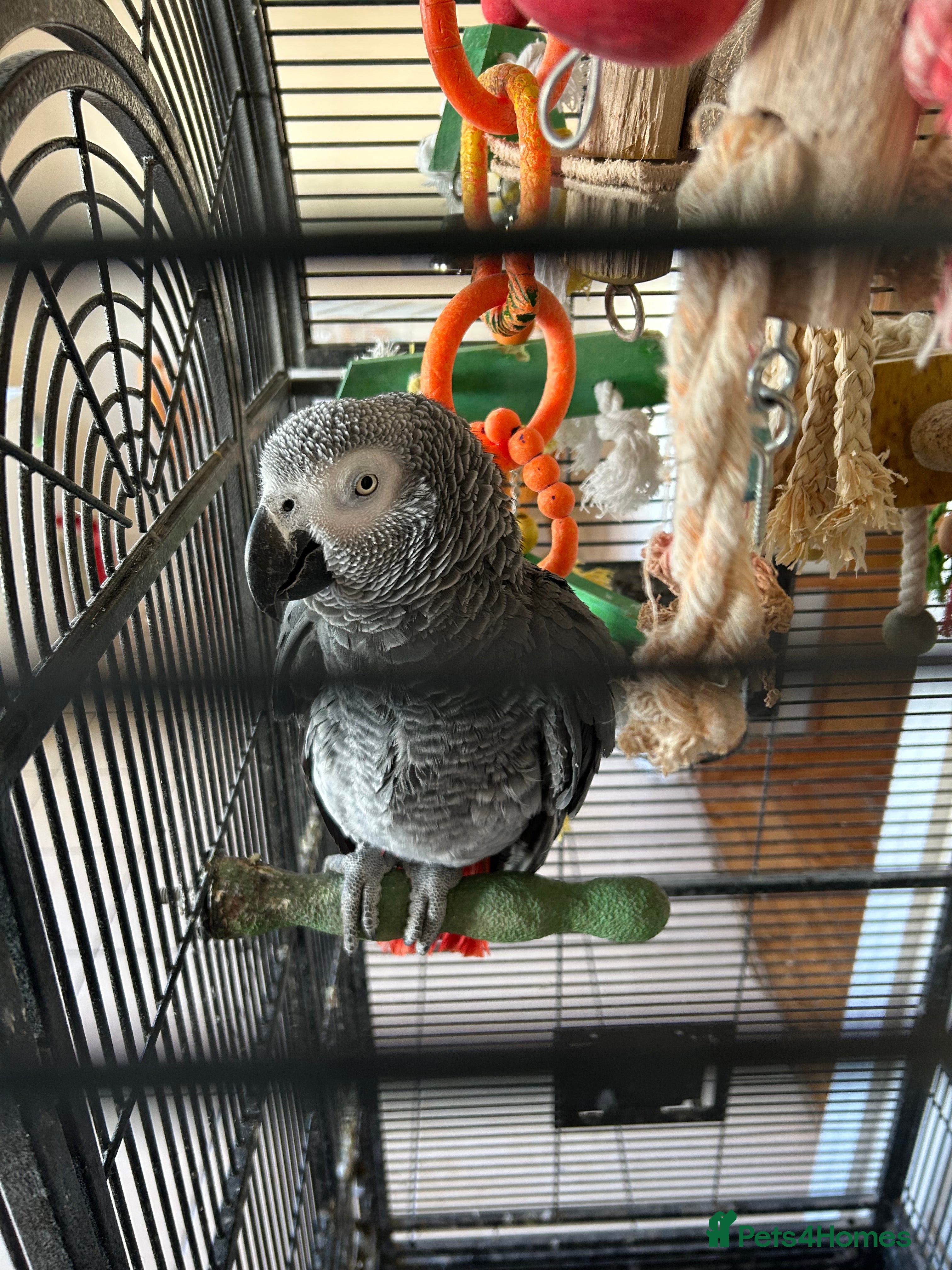 Parrots birds African Grey Parrot - Advert 1