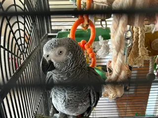 Parrots birds African Grey Parrot - Advert 1