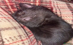 Mixed Breed cats for sale: Beautiful Kittens - Image 15