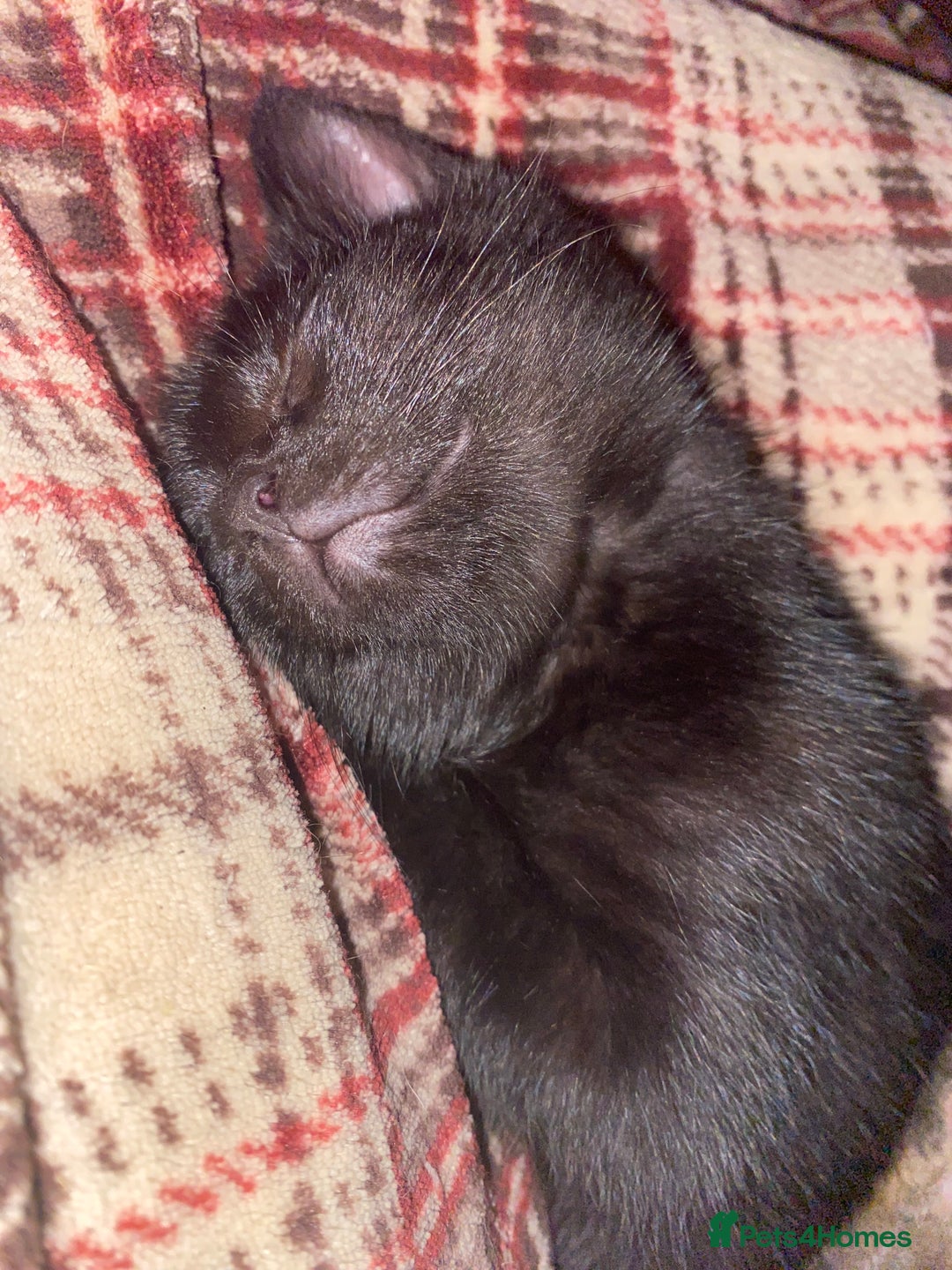 Mixed Breed cats for sale: Beautiful Kittens - Image 15
