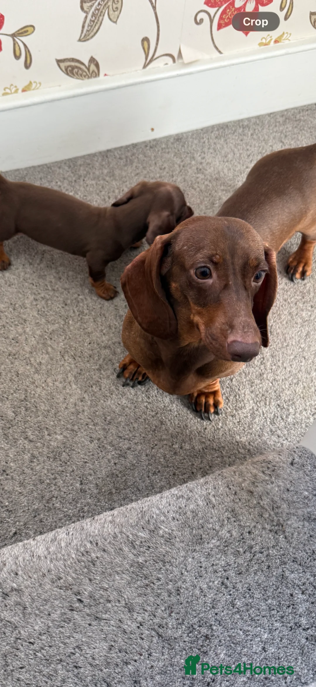 Miniature Dachshund dogs for sale: Mini dachshund puppies  - Advert 2