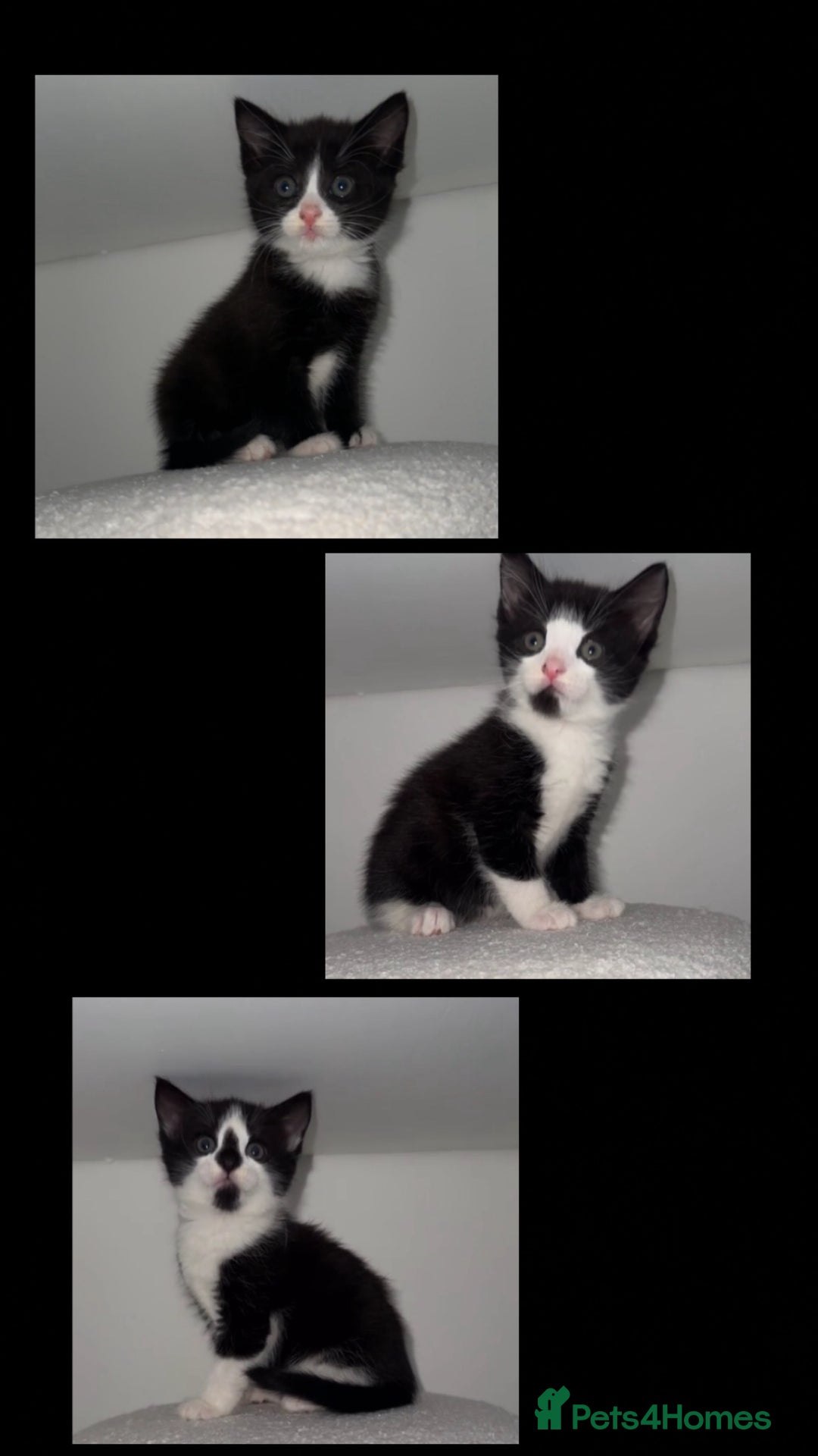 Domestic Shorthair cats for sale: Domestic Shorthair Tuxedo Kittens  in Bradford - Image 1