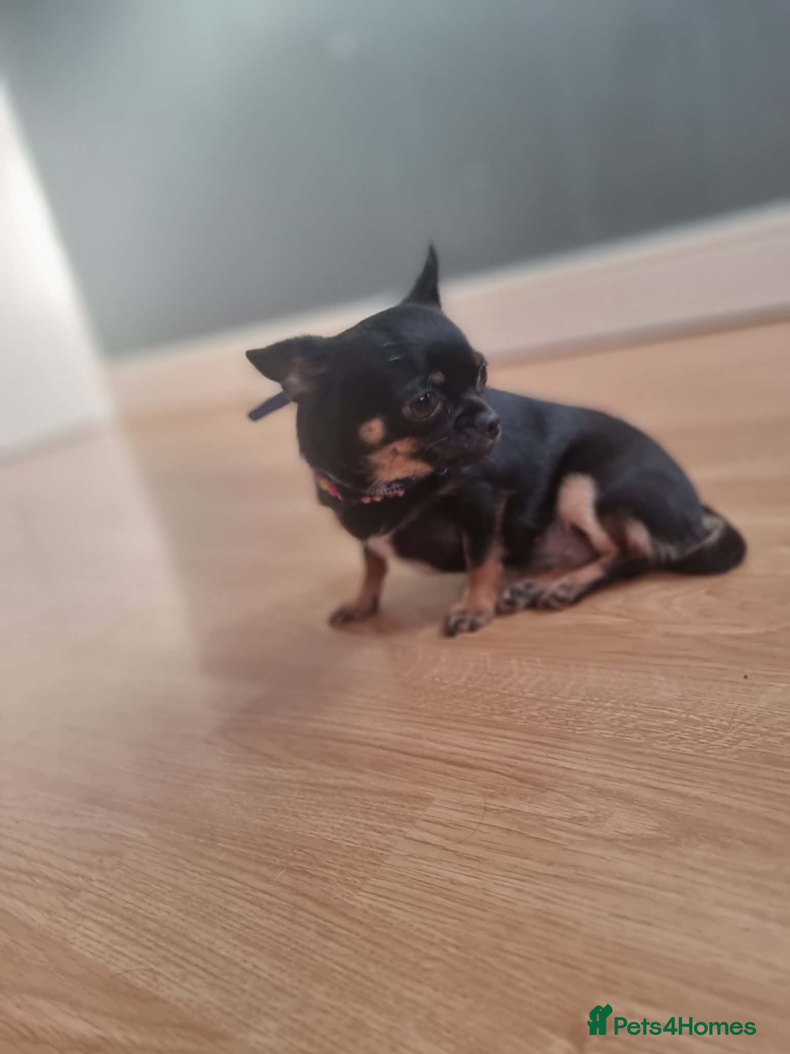 Chihuahua dogs Tea Cup Mini Chihuahua Girl - Advert 1