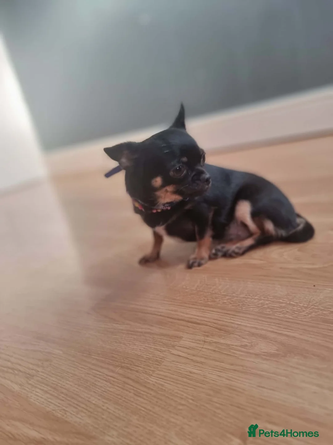 Chihuahua dogs for sale:  **  Mini Chihuahua Girl - Advert 2