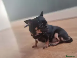 Chihuahua dogs Tea Cup Mini Chihuahua Girl - Advert 1