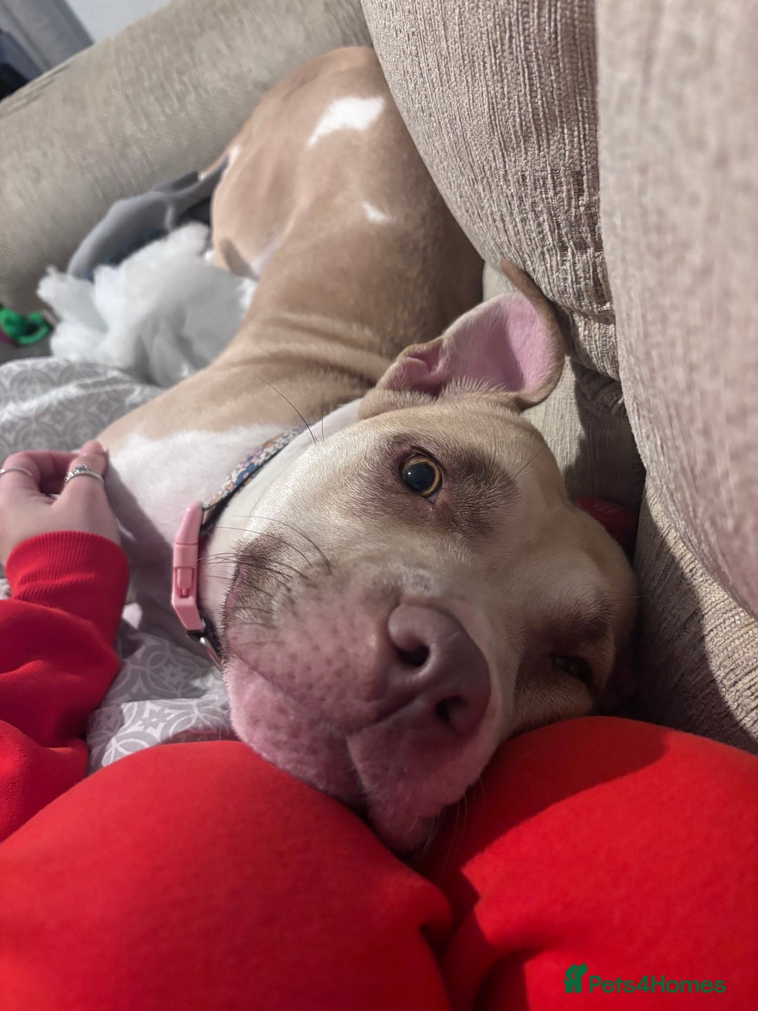 Mixed Breed dogs for sale: New Home ASAP - Advert 3