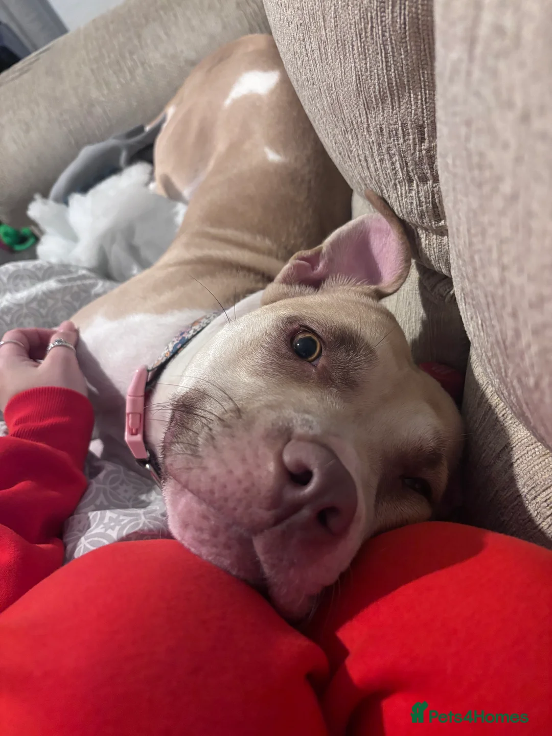 Mixed Breed dogs for sale: New Home ASAP - Advert 3