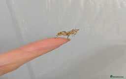 Spiders invertebrates for sale: Beautiful jumping spiders  - Image 10