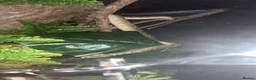 Python Snake reptiles for sale: female bamboo royal python  - Advert 6