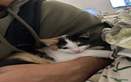 Mixed Breed cats for sale: Sweet calico kitten left - Image 4