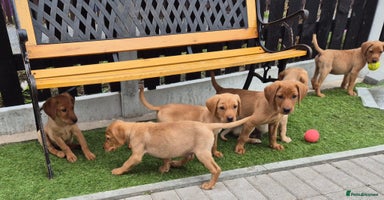 Labrador Retriever dogs - Advert 8