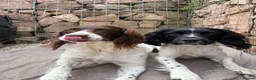 English Springer Spaniel dogs for sale: 3 female Springer spaniel puppies  - Advert 9