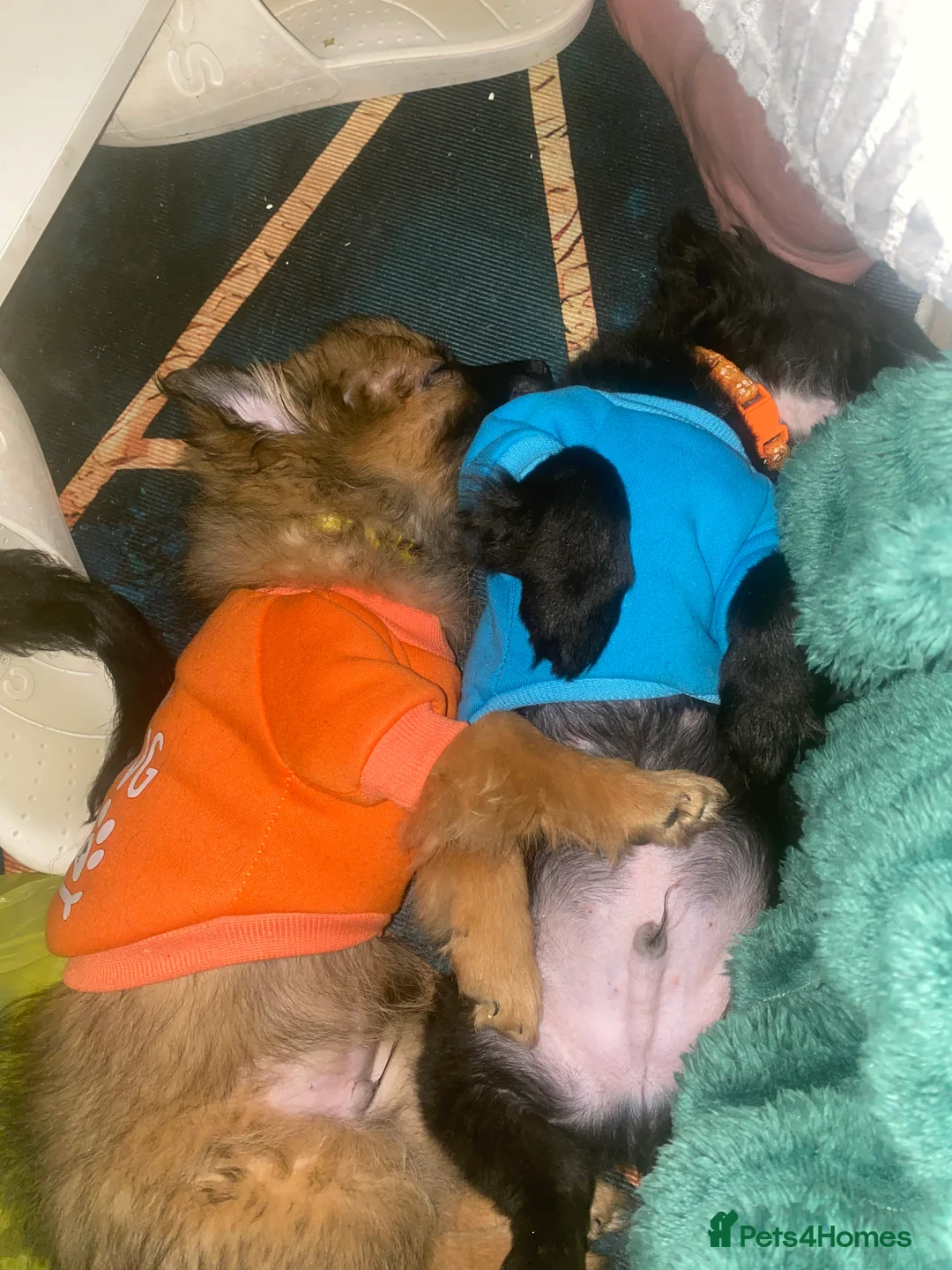 Mixed Breed dogs for sale: Maltipom puppies are now ready for new homes - Advert 1