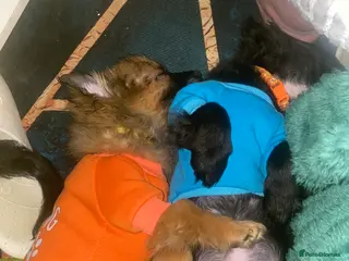 Mixed Breed dogs Maltipom puppies are now ready for new homes - Advert 1