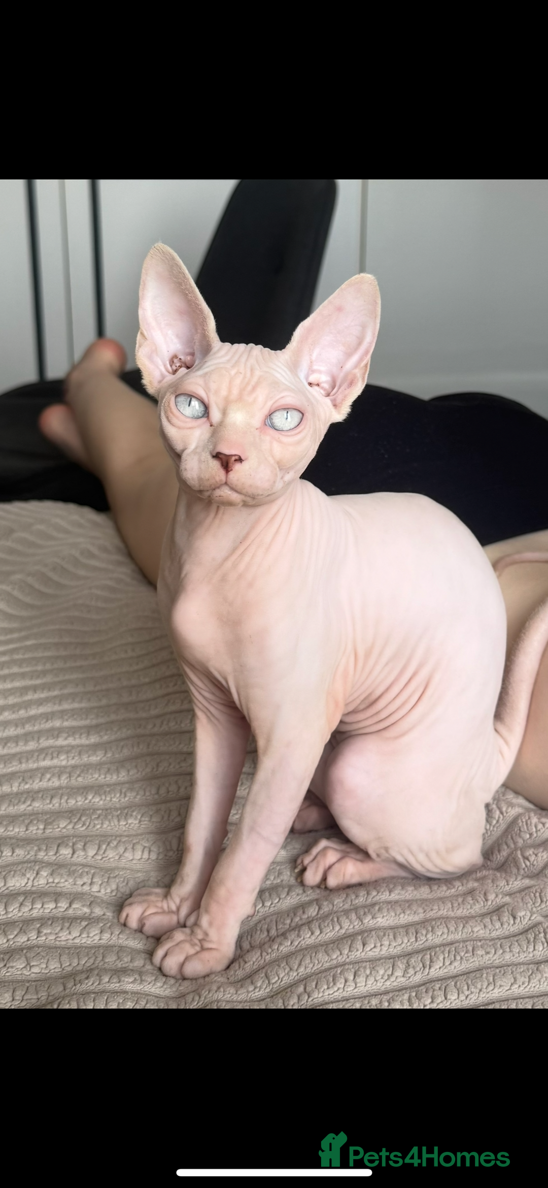 Sphynx cats for sale: Female Sphynx blue eyes  - Advert 2