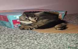 Maine Coon cats for sale: Maine coon cross kitten - Image 3