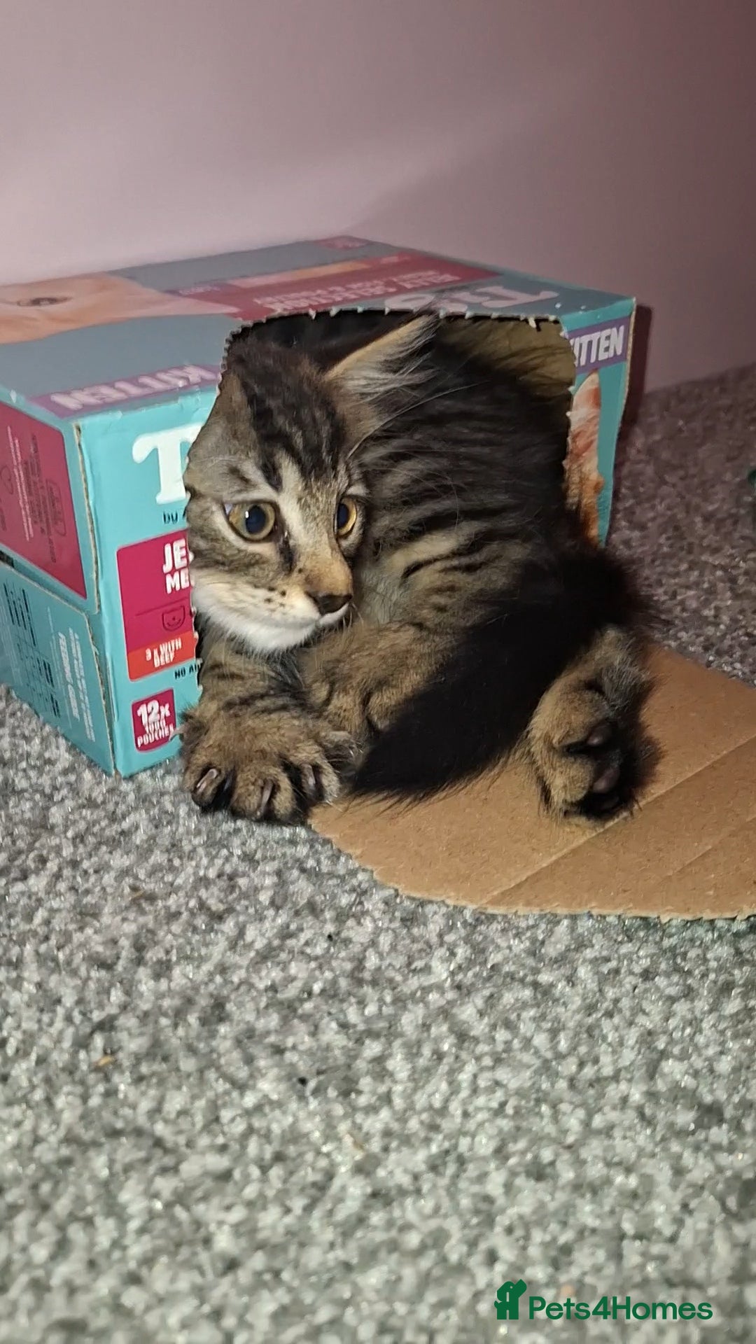 Maine Coon cats for sale: Maine coon cross kitten - Image 3
