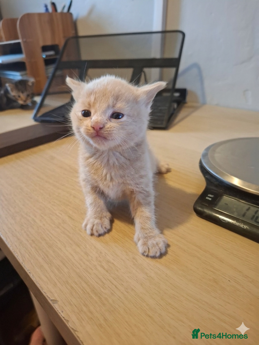 Mixed Breed cats Unusual Light Ginger Kitten Available - Advert 4