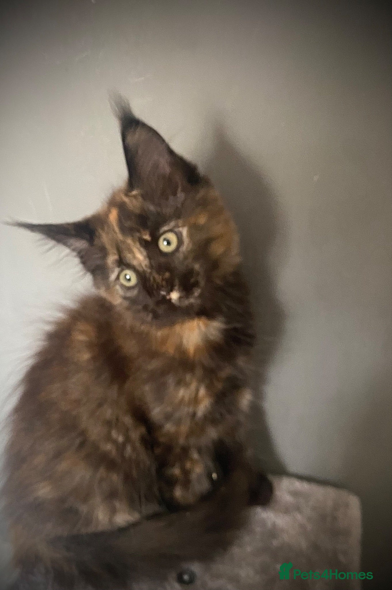 Maine Coon cats  Full Maine Coon  **unexpectedly re-available   - Advert 2