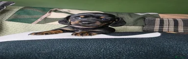 Miniature Dachshund Puppy 4
