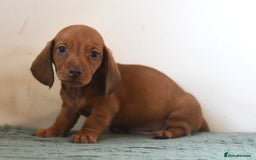 Miniature Dachshund dogs for sale: Mini smooth dachshunds  - Image 13