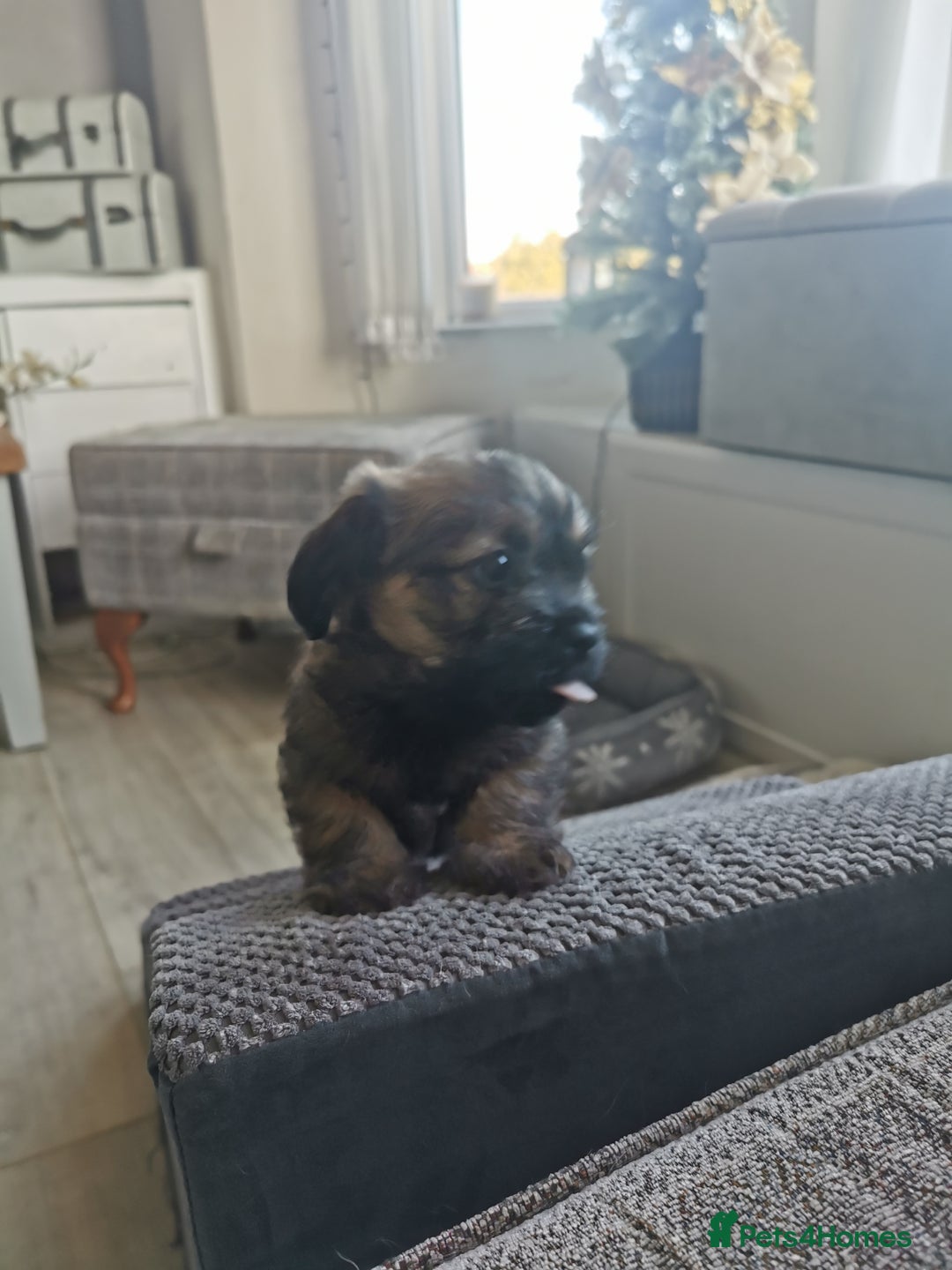 Mixed Breed dogs for sale: Little bundles of schweenie love!  - Image 30