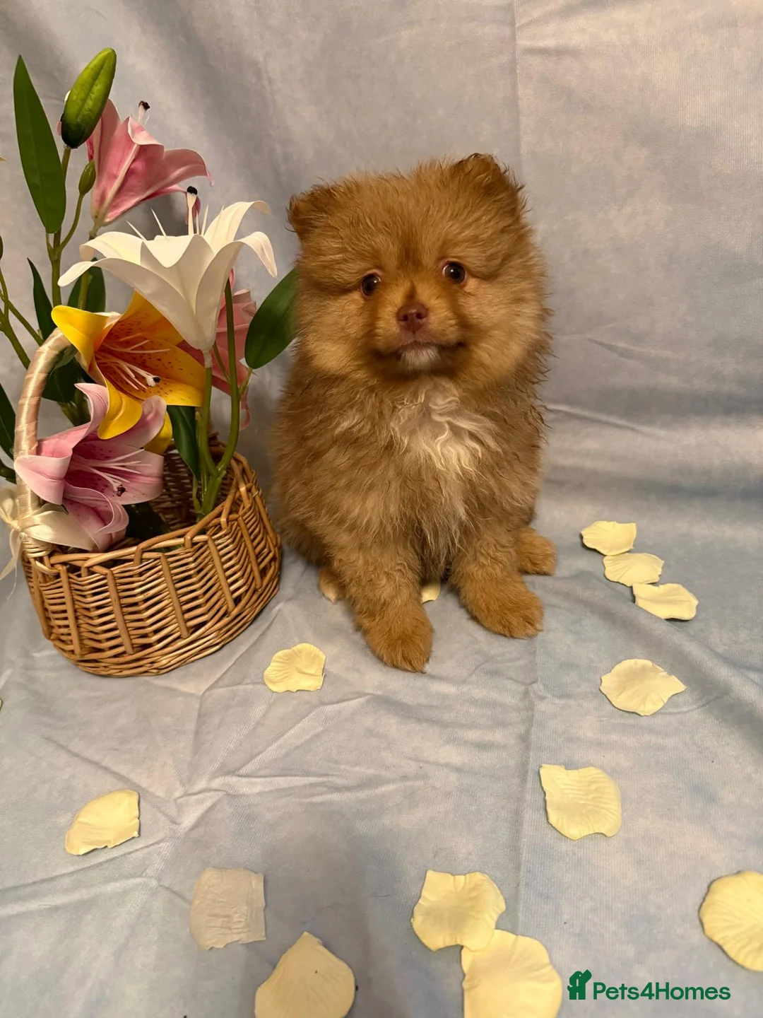 Pomeranian dogs for sale: Pomeranian puppies - Advert 21