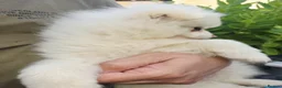 Pomeranian dogs for sale: Beautiful pomeranian  puppies ready to go - Advert 29