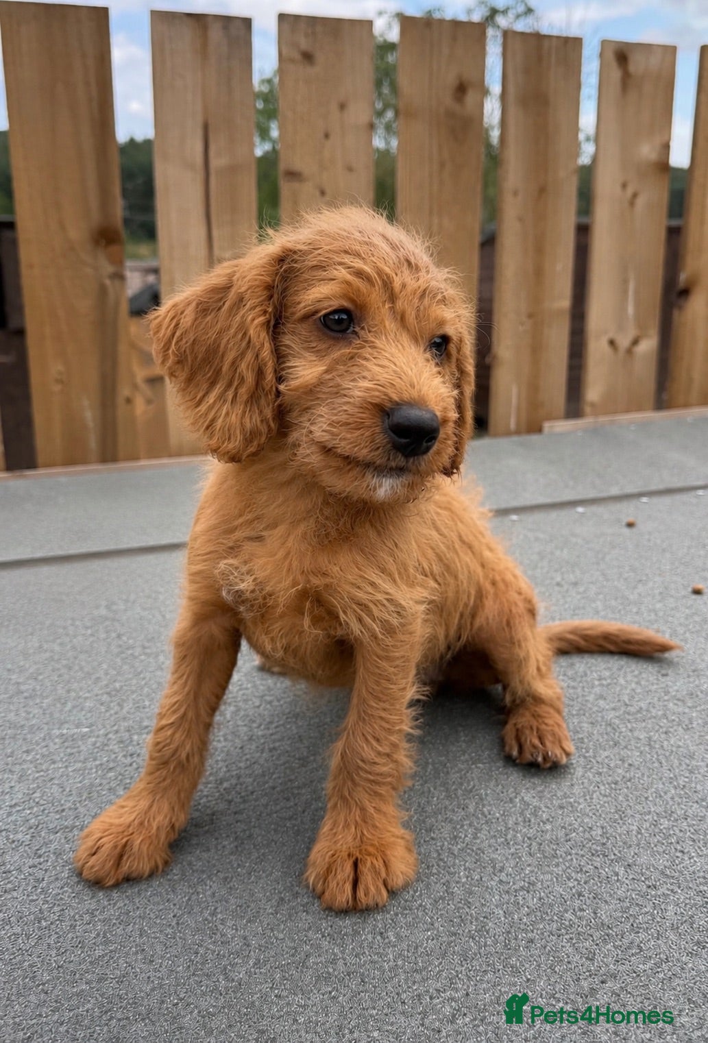 Labradoodle dogs REDUCED! LAST Labradoodle ready to leave now!!  - Advert 1
