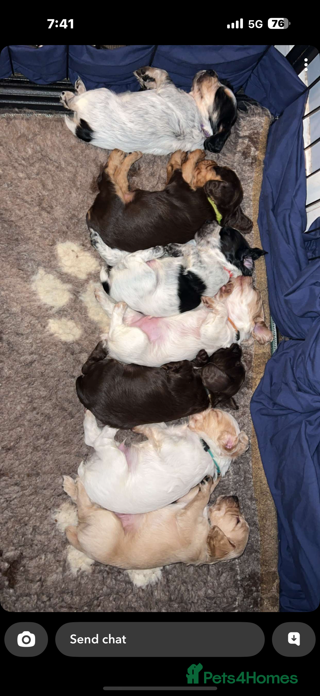 Cocker Spaniel dogs for sale: READY FOR NEW HOMES CAN LEAVE homes health tested  - Image 19