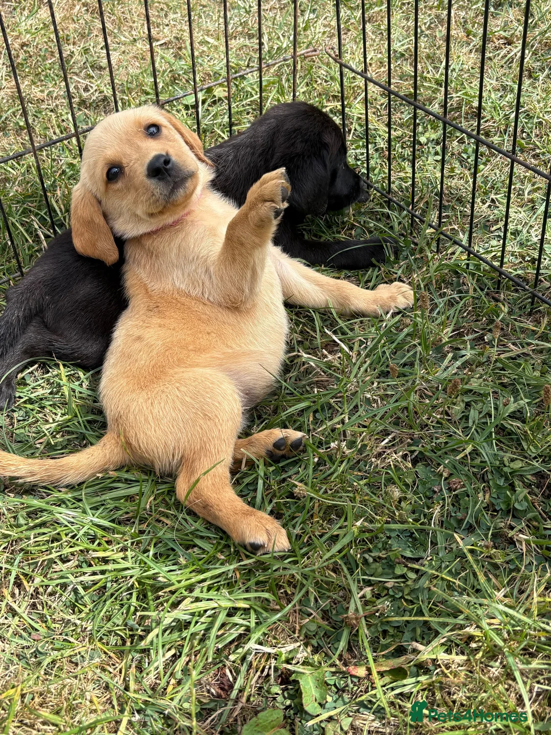 Labrador Retriever dogs for sale: Labrador puppies  - Advert 1