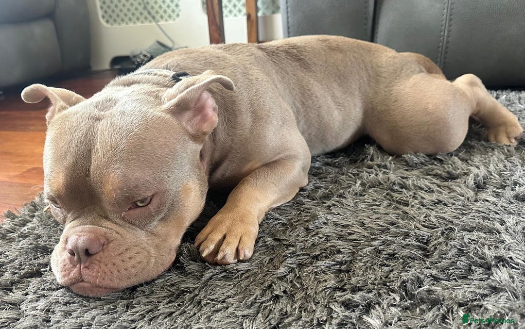 American Bully dogs for sale: Exotic Bully pup - Advert 5