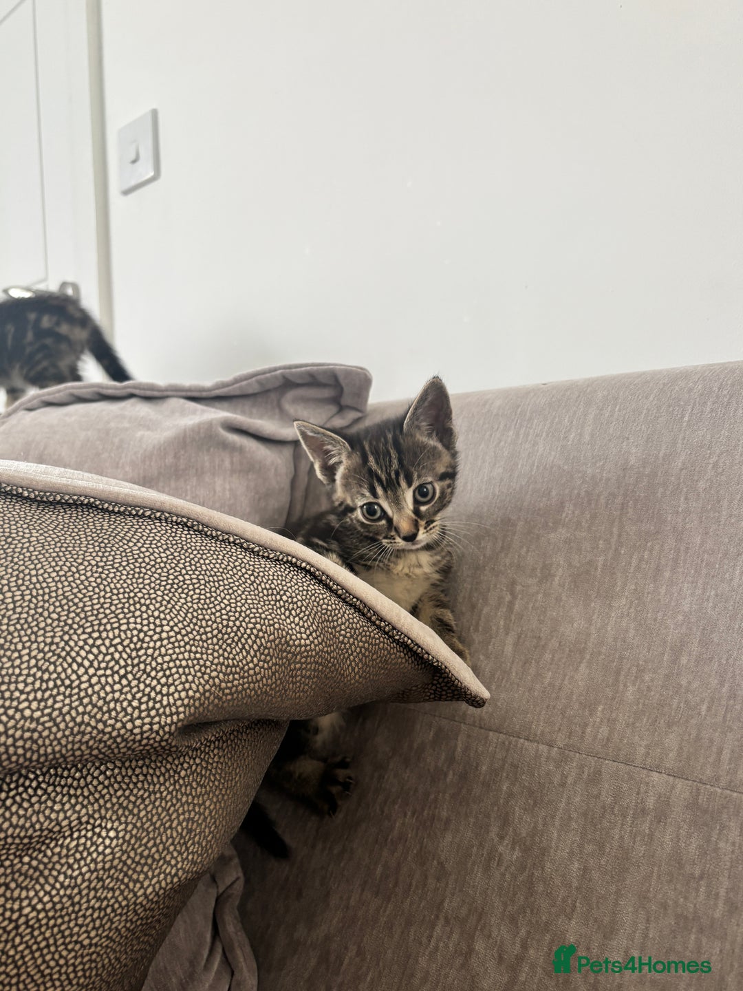 Mixed Breed cats for sale: 5 beautiful kittens - Image 5