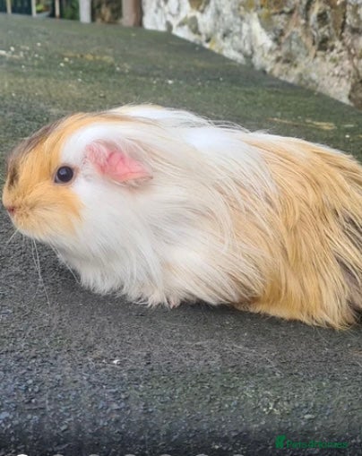 Guinea Pig rodents Pair female sheltie guinea pigs - Advert 1