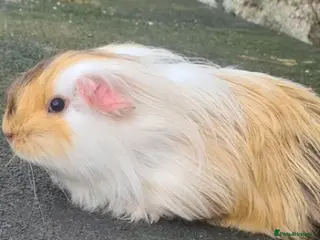 Guinea Pig rodents Pair female sheltie guinea pigs - Advert 1
