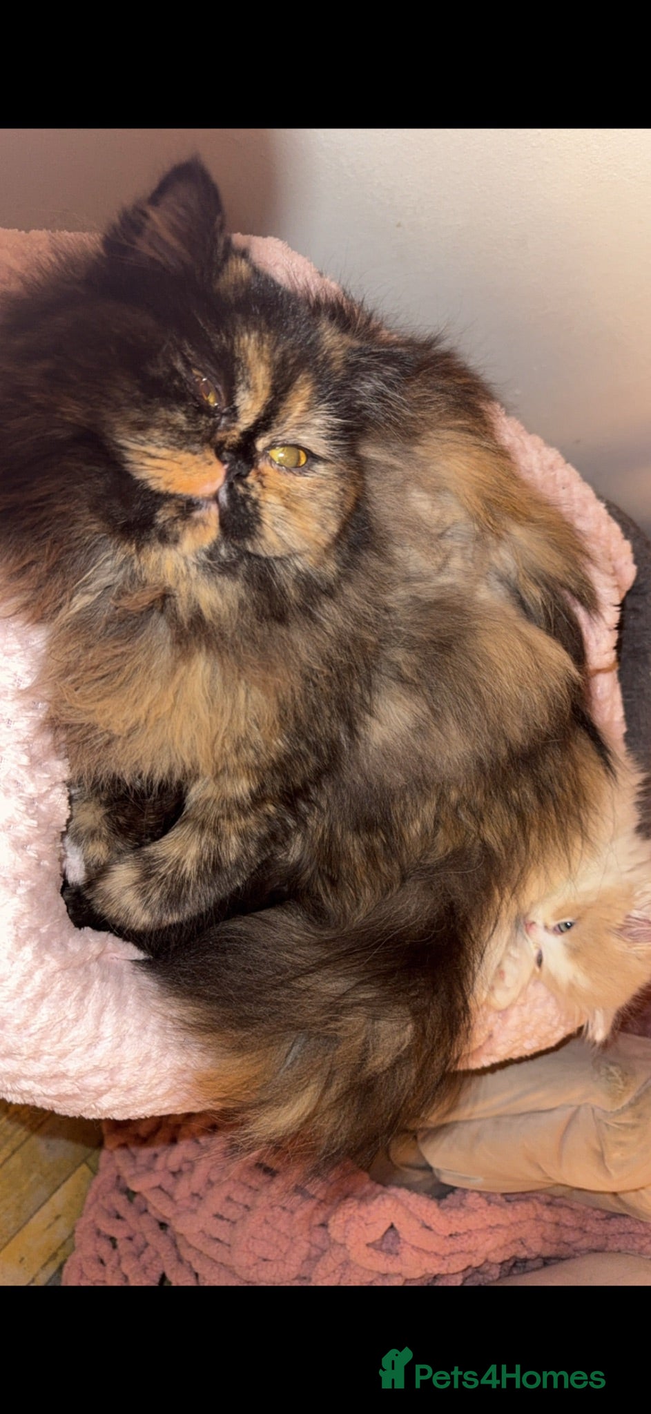 Persian cats Beautiful flat faced Persian kittens - Advert 1
