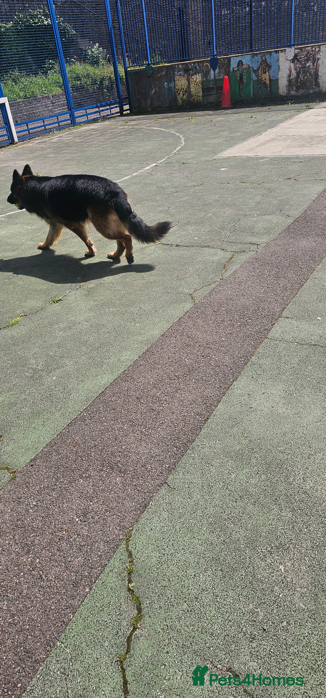 German Longhaired Pointer dogs for stud: Long haired German Shepherd,  GSD for stud in Chatham - Advert 7