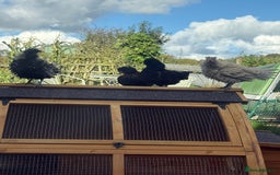 Chickens poultry for sale: 4 chicks - Image 1