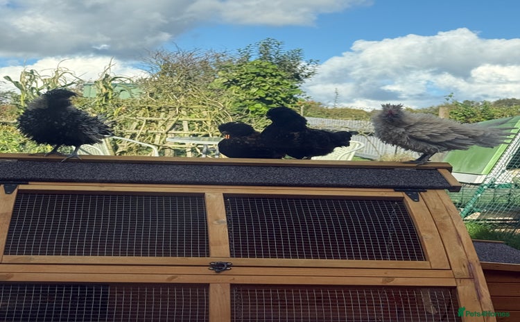 Chickens poultry - Advert 9