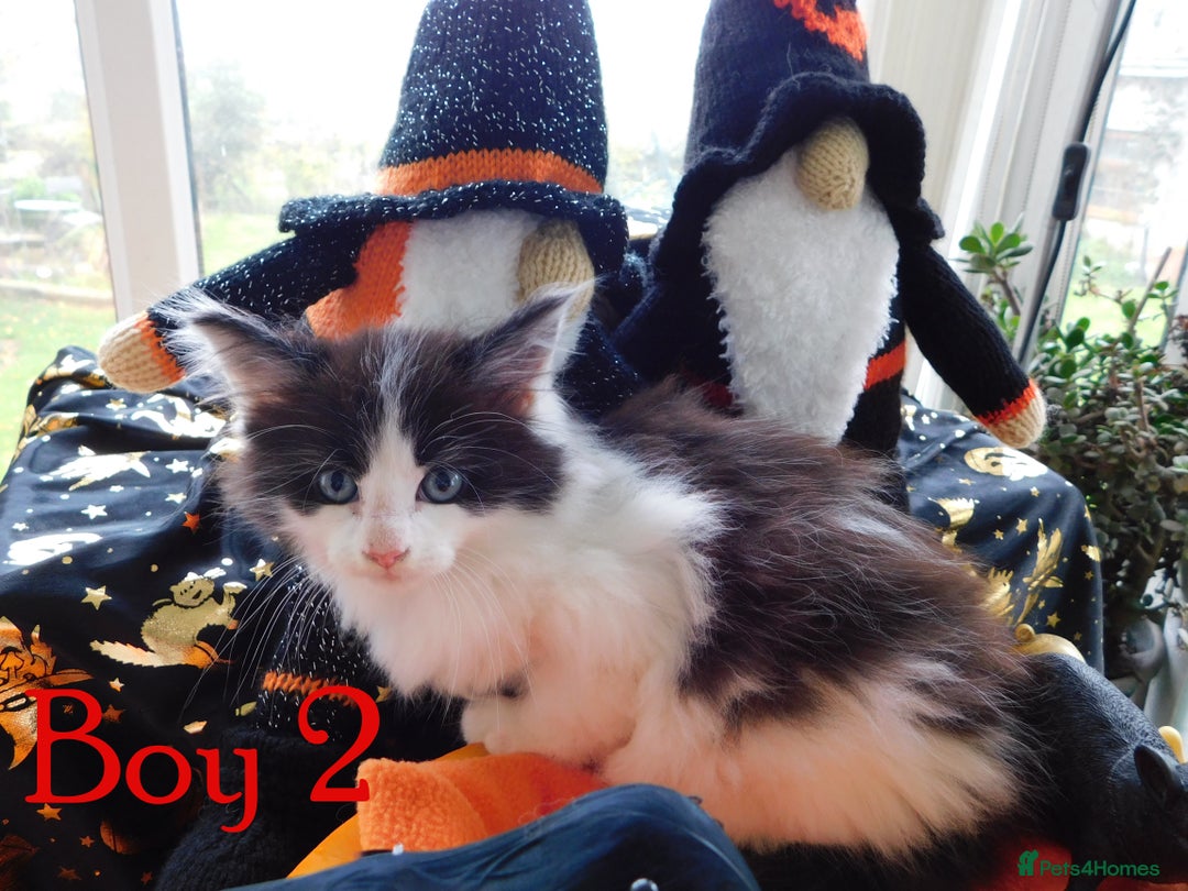 Maine Coon cats for sale: FABULOUS FLUFFY PEDIGREE MAINE COON KITTENS - Image 21