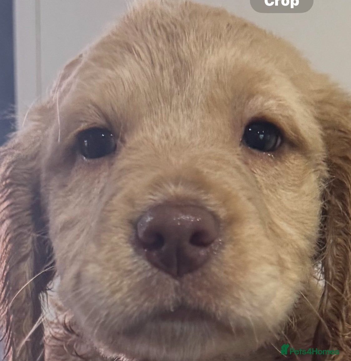 Mixed Breed dogs ‘CockerDoodles’ health-checked healthy chunky pups - Advert 4