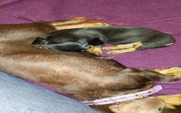 Dachshund dogs for sale: Mini dachshund  - Image 4