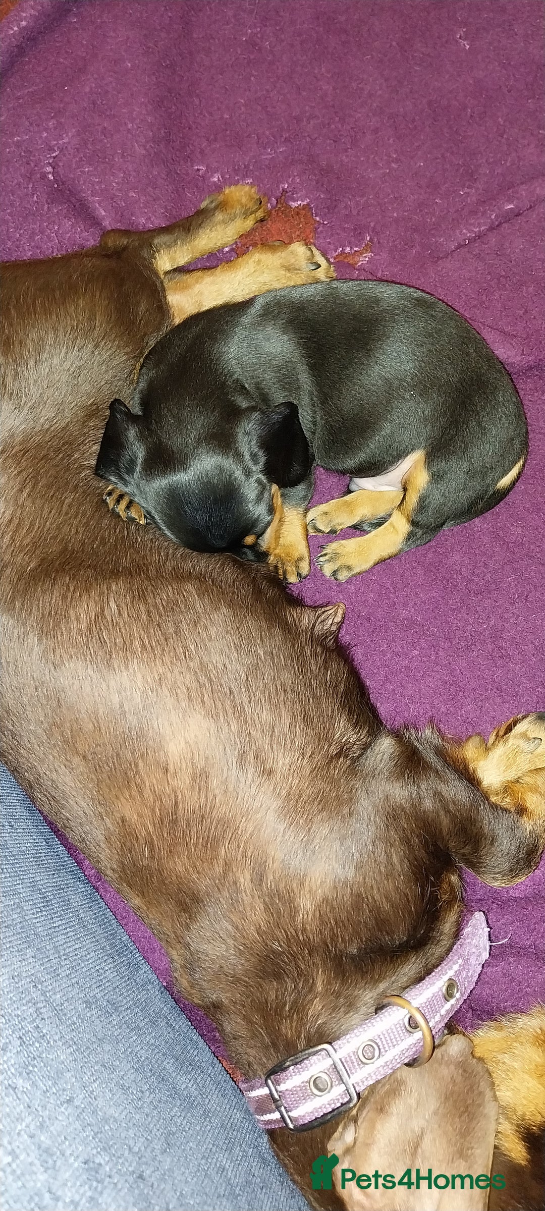 Dachshund dogs for sale: Mini dachshund  - Image 4